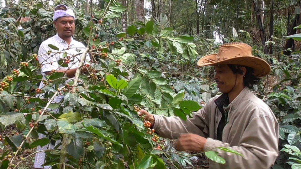 Perkebunan Kopi Wanagiri